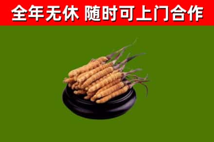 五指山回收冬虫夏草