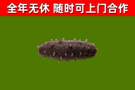 五指山回收海参干